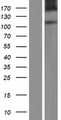LVRN / Laeverin Protein - Western validation with an anti-DDK antibody * L: Control HEK293 lysate R: Over-expression lysate