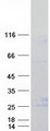 LY96 / MD2 / MD-2 Protein - Purified recombinant protein LY96 was analyzed by SDS-PAGE gel and Coomassie Blue Staining