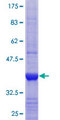 LYST Protein - 12.5% SDS-PAGE Stained with Coomassie Blue.