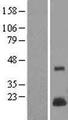 LYZL4 Protein - Western validation with an anti-DDK antibody * L: Control HEK293 lysate R: Over-expression lysate