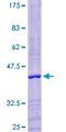 LYZL4 Protein - 12.5% SDS-PAGE of human LYZL4 stained with Coomassie Blue