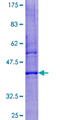 LYZL6 Protein - 12.5% SDS-PAGE of human LYZL6 stained with Coomassie Blue