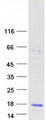 LYZL6 Protein - Purified recombinant protein LYZL6 was analyzed by SDS-PAGE gel and Coomassie Blue Staining
