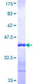 LZTFL1 Protein - 12.5% SDS-PAGE Stained with Coomassie Blue.