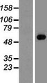 M1AP Protein - Western validation with an anti-DDK antibody * L: Control HEK293 lysate R: Over-expression lysate