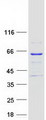 M1AP Protein - Purified recombinant protein M1AP was analyzed by SDS-PAGE gel and Coomassie Blue Staining