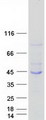 MAB21L3 / C1orf161 Protein - Purified recombinant protein MAB21L3 was analyzed by SDS-PAGE gel and Coomassie Blue Staining