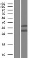MACROD1 / LRP16 Protein - Western validation with an anti-DDK antibody * L: Control HEK293 lysate R: Over-expression lysate