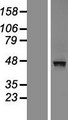 MACROD2 Protein - Western validation with an anti-DDK antibody * L: Control HEK293 lysate R: Over-expression lysate