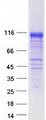 MACS / RIN2 Protein - Purified recombinant protein RIN2 was analyzed by SDS-PAGE gel and Coomassie Blue Staining