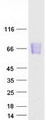 MAdCAM-1 Protein - Purified recombinant protein MADCAM1 was analyzed by SDS-PAGE gel and Coomassie Blue Staining