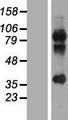 MAGEA2B Protein - Western validation with an anti-DDK antibody * L: Control HEK293 lysate R: Over-expression lysate