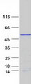 MAGEB10 Protein - Purified recombinant protein MAGEB10 was analyzed by SDS-PAGE gel and Coomassie Blue Staining