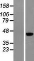 MAGEB6 Protein - Western validation with an anti-DDK antibody * L: Control HEK293 lysate R: Over-expression lysate