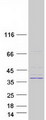 MAGEF1 Protein - Purified recombinant protein MAGEF1 was analyzed by SDS-PAGE gel and Coomassie Blue Staining