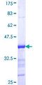 MAMLD1 Protein - 12.5% SDS-PAGE Stained with Coomassie Blue.