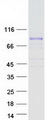 MAMLD1 Protein - Purified recombinant protein MAMLD1 was analyzed by SDS-PAGE gel and Coomassie Blue Staining