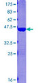 MAP1LC3C / LC3C Protein - 12.5% SDS-PAGE of human MAP1LC3C stained with Coomassie Blue