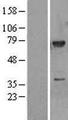 MAP3K3 / MEKK3 Protein - Western validation with an anti-DDK antibody * L: Control HEK293 lysate R: Over-expression lysate
