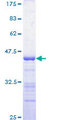 MAP4K5 Protein - 12.5% SDS-PAGE Stained with Coomassie Blue.