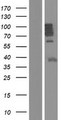 MAP7 Protein - Western validation with an anti-DDK antibody * L: Control HEK293 lysate R: Over-expression lysate
