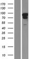 MAP7D2 Protein - Western validation with an anti-DDK antibody * L: Control HEK293 lysate R: Over-expression lysate