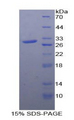 MAPKAPK2 / MAPKAP Kinase 2 Protein - Recombinant Mitogen Activated Protein Kinase Activated Protein Kinase 2 By SDS-PAGE