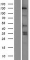 MAPKBP1 Protein - Western validation with an anti-DDK antibody * L: Control HEK293 lysate R: Over-expression lysate
