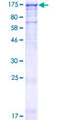 MAPKBP1 Protein - 12.5% SDS-PAGE of human MAPKBP1 stained with Coomassie Blue