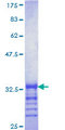 MARCH7 / Axotrophin Protein - 12.5% SDS-PAGE Stained with Coomassie Blue.