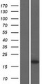 MARVELD1 Protein - Western validation with an anti-DDK antibody * L: Control HEK293 lysate R: Over-expression lysate