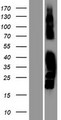 MAST4 Protein - Western validation with an anti-DDK antibody * L: Control HEK293 lysate R: Over-expression lysate