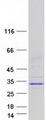 MBD3L2 Protein - Purified recombinant protein MBD3L2 was analyzed by SDS-PAGE gel and Coomassie Blue Staining