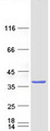 MBLAC2 Protein - Purified recombinant protein MBLAC2 was analyzed by SDS-PAGE gel and Coomassie Blue Staining