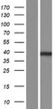 MBOAT7 / BB1 Protein - Western validation with an anti-DDK antibody * L: Control HEK293 lysate R: Over-expression lysate