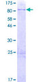 MBTPS1 / S1P Protein - 12.5% SDS-PAGE of human MBTPS1 stained with Coomassie Blue