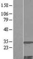 MCCD1 Protein - Western validation with an anti-DDK antibody * L: Control HEK293 lysate R: Over-expression lysate