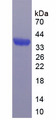 MCL1 / MCL 1 Protein - Recombinant Myeloid Cell Leukemia Sequence 1, Bcl2 Related By SDS-PAGE