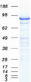 MCM3 Protein - Purified recombinant protein MCM3 was analyzed by SDS-PAGE gel and Coomassie Blue Staining