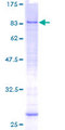 MCTP1 Protein - 12.5% SDS-PAGE of human MCTP1 stained with Coomassie Blue