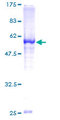 MCTP2 Protein - 12.5% SDS-PAGE of human MCTP2 stained with Coomassie Blue