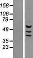 MDH1B Protein - Western validation with an anti-DDK antibody * L: Control HEK293 lysate R: Over-expression lysate