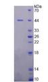 MDM2 Protein - Recombinant  Mdm2 p53 Binding Protein Homolog By SDS-PAGE