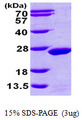 MDP-1 Protein