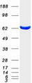 ME1 / Malate Dehydrogenase Protein - Purified recombinant protein ME1 was analyzed by SDS-PAGE gel and Coomassie Blue Staining