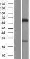 ME2 / Malate Dehydrogenase 2 Protein - Western validation with an anti-DDK antibody * L: Control HEK293 lysate R: Over-expression lysate