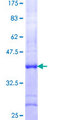 MED15 / ARC105 Protein - 12.5% SDS-PAGE Stained with Coomassie Blue.