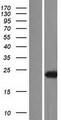 MED18 Protein - Western validation with an anti-DDK antibody * L: Control HEK293 lysate R: Over-expression lysate