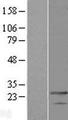MED19 Protein - Western validation with an anti-DDK antibody * L: Control HEK293 lysate R: Over-expression lysate