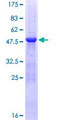 MED20 Protein - 12.5% SDS-PAGE of human TRFP stained with Coomassie Blue